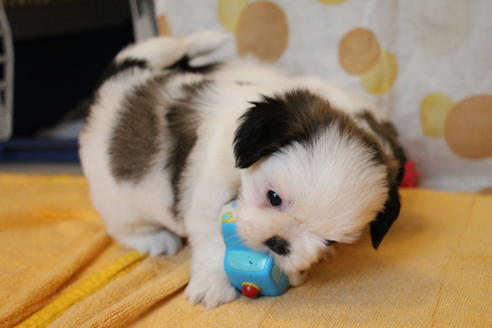 成約済の愛知県のシーズー-55577の7枚目