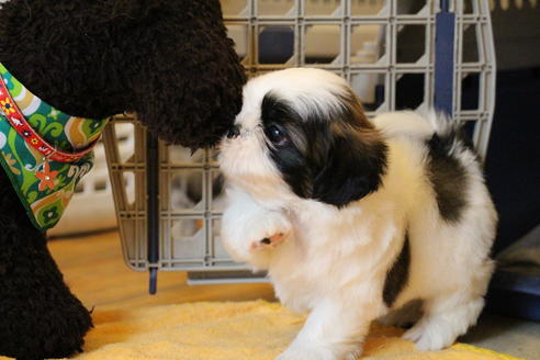 成約済の愛知県のシーズー-55577の6枚目