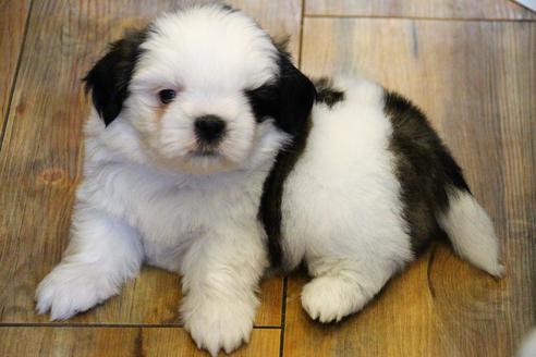 成約済の愛知県のシーズー-55577の5枚目