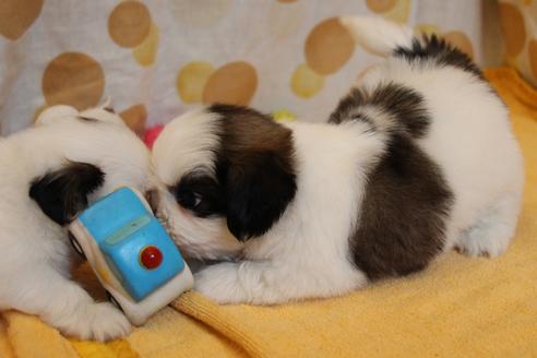 成約済の愛知県のシーズー-55577の4枚目