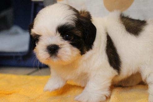 成約済の愛知県のシーズー-55575の15枚目