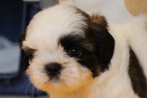 成約済の愛知県のシーズー-55575の14枚目