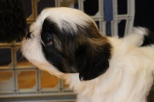 成約済の愛知県のシーズー-55575の13枚目