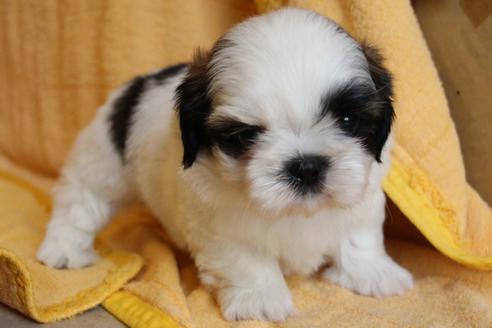 成約済の愛知県のシーズー-55575の11枚目