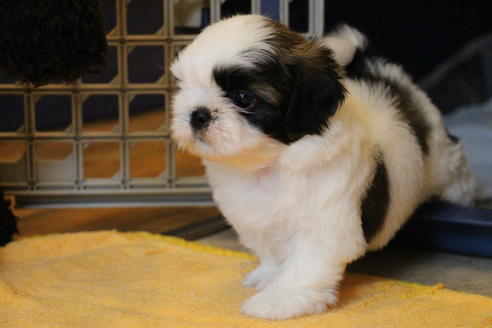 成約済の愛知県のシーズー-55575の10枚目