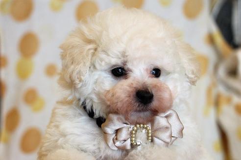 成約済の愛知県のトイプードル-55450の12枚目