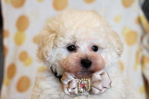 成約済の愛知県のトイプードル-55450の11枚目