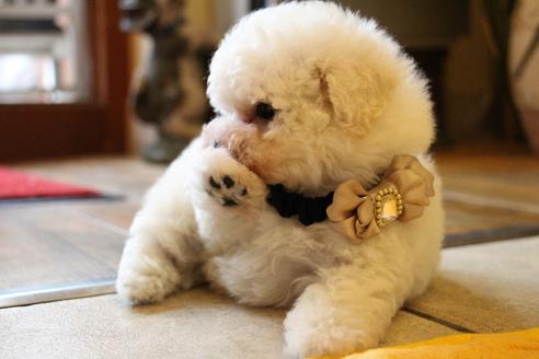 成約済の愛知県のトイプードル-55450の10枚目