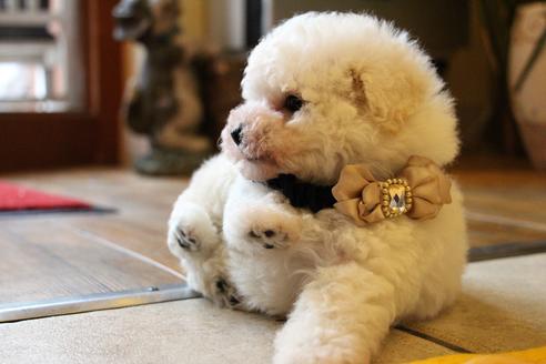 成約済の愛知県のトイプードル-55450の9枚目