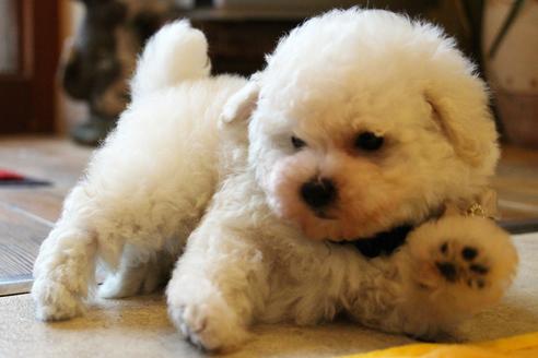 成約済の愛知県のトイプードル-55450の8枚目