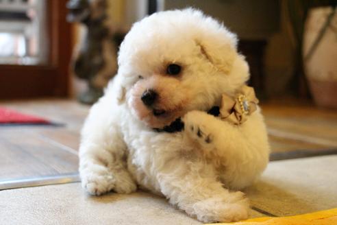 成約済の愛知県のトイプードル-55450の1枚目