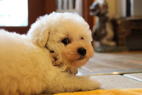 成約済の愛知県のトイプードル-55450の7枚目