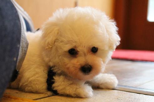 成約済の愛知県のトイプードル-55450の6枚目