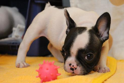 成約済の愛知県のフレンチブルドッグ-54845の11枚目