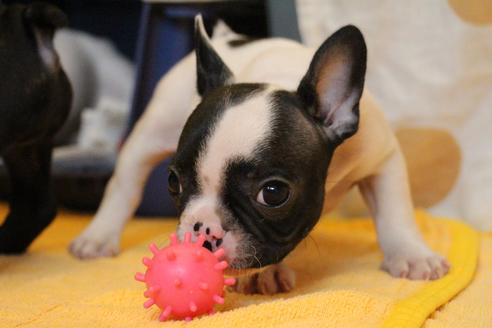 成約済の愛知県のフレンチブルドッグ-54845の10枚目