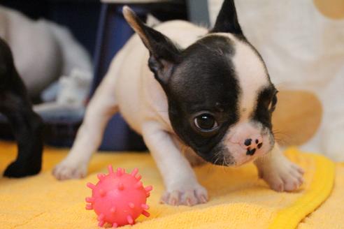 成約済の愛知県のフレンチブルドッグ-54845の9枚目