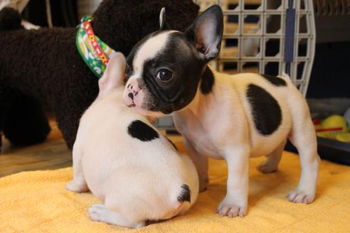 成約済の愛知県のフレンチブルドッグ-54845の8枚目