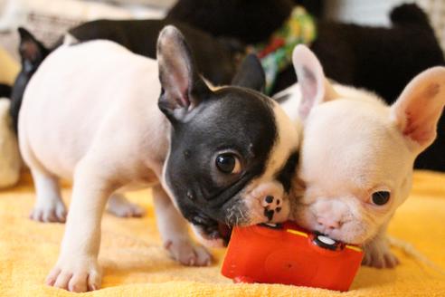 成約済の愛知県のフレンチブルドッグ-54845の7枚目