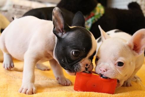 成約済の愛知県のフレンチブルドッグ-54845の6枚目