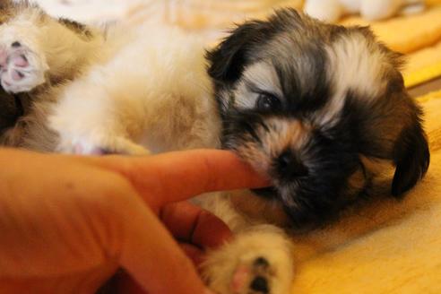 成約済の愛知県のシーズー-55525の9枚目