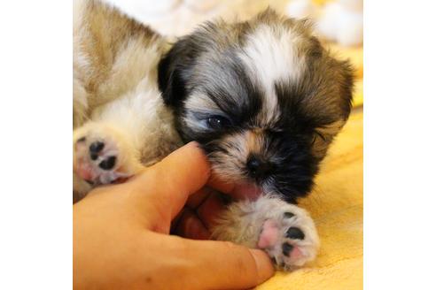 成約済の愛知県のシーズー-55525の8枚目