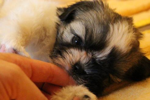 成約済の愛知県のシーズー-55525の7枚目