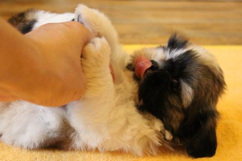 成約済の愛知県のシーズー-55525の6枚目