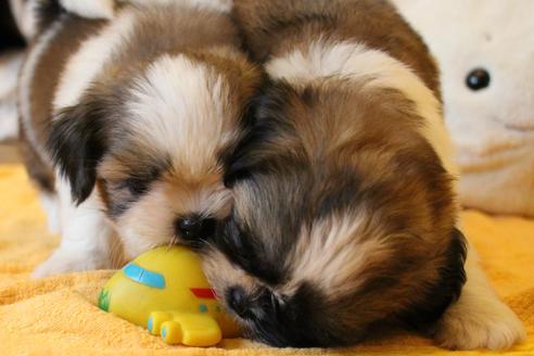 成約済の愛知県のシーズー-55525の4枚目