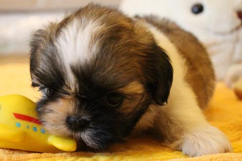 成約済の愛知県のシーズー-55525の3枚目