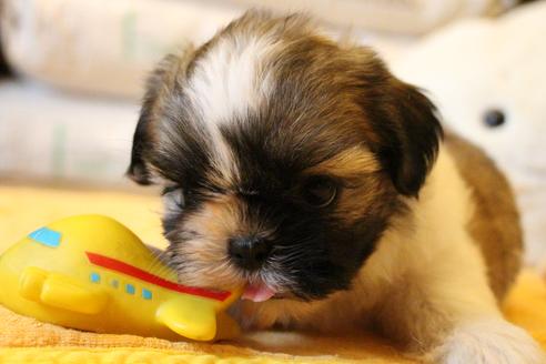 成約済の愛知県のシーズー-55525の2枚目