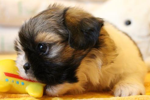 成約済の愛知県のシーズー-55525の1枚目