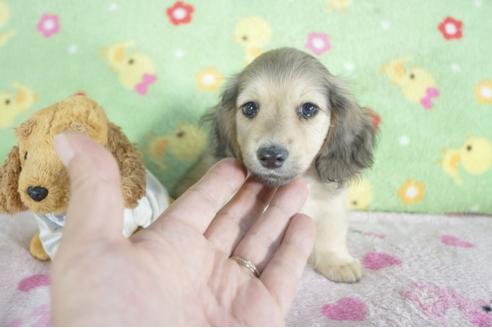 成約済の兵庫県のミニチュアダックスフンド(ロングヘアード)-57414の3枚目