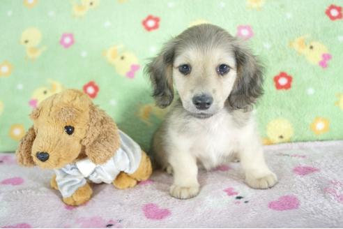 成約済の兵庫県のミニチュアダックスフンド(ロングヘアード)-57414の2枚目