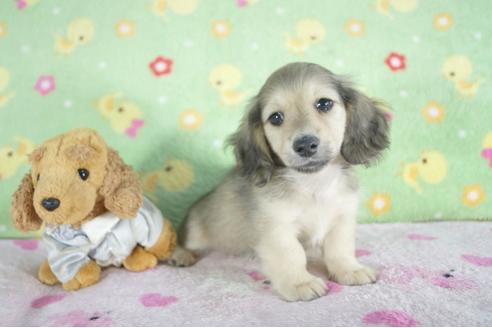 成約済の兵庫県のミニチュアダックスフンド(ロングヘアード)-57414の1枚目