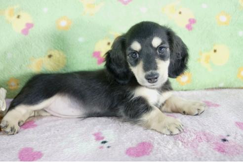 成約済の兵庫県のミニチュアダックスフンド(ロングヘアード)-57416の3枚目