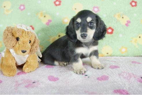 成約済の兵庫県のミニチュアダックスフンド(ロングヘアード)-57416の1枚目