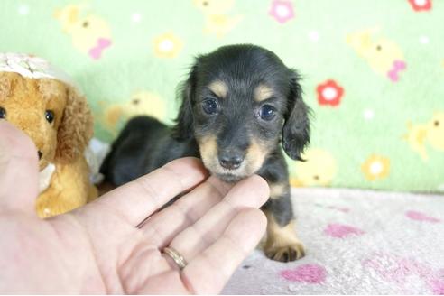 成約済の兵庫県のミニチュアダックスフンド(ロングヘアード)-57417の3枚目