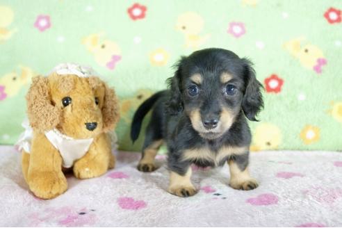 成約済の兵庫県のミニチュアダックスフンド(ロングヘアード)-57417の2枚目