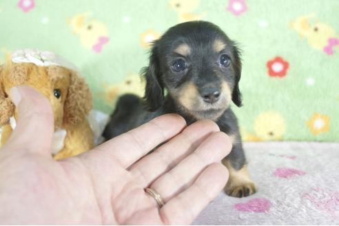 成約済の兵庫県のミニチュアダックスフンド(ロングヘアード)-57417の1枚目