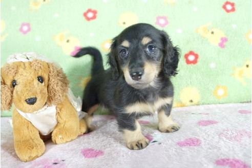 成約済の兵庫県のミニチュアダックスフンド(ロングヘアード)-57418の3枚目