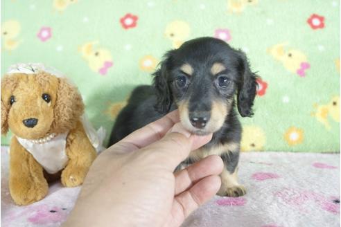 成約済の兵庫県のミニチュアダックスフンド(ロングヘアード)-57418の2枚目