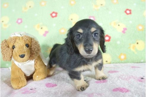 成約済の兵庫県のミニチュアダックスフンド(ロングヘアード)-57418の1枚目