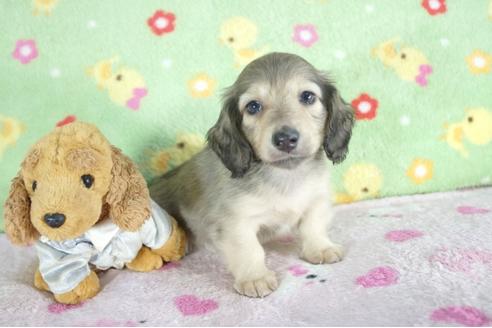 成約済の兵庫県のミニチュアダックスフンド(ロングヘアード)-57419の3枚目