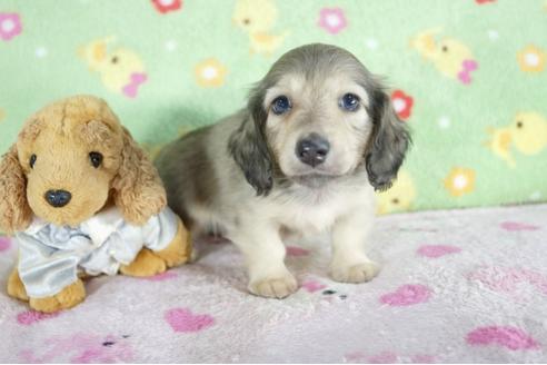 成約済の兵庫県のミニチュアダックスフンド(ロングヘアード)-57419の2枚目