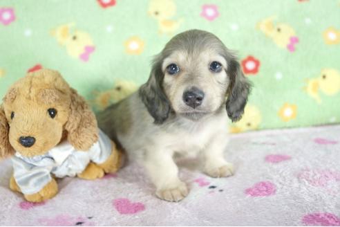 成約済の兵庫県のミニチュアダックスフンド(ロングヘアード)-57419の1枚目