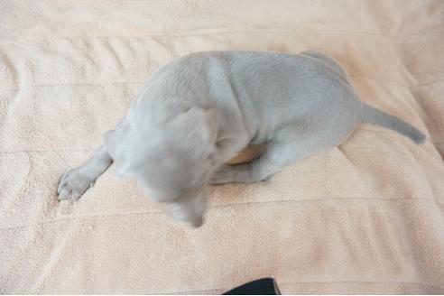 成約済の奈良県のワイマラナー-57424の1枚目