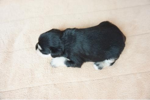 成約済の奈良県のミニチュアシュナウザー-57427の1枚目