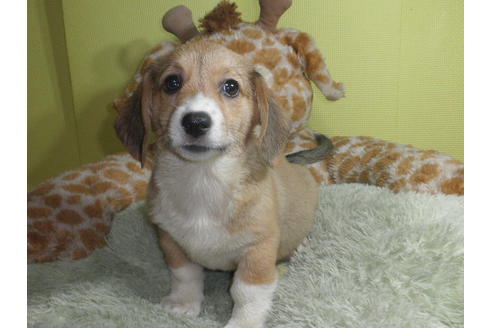 成約済の神奈川県のミックス犬-55342の3枚目
