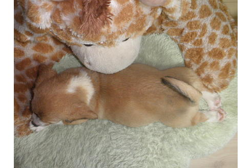 成約済の神奈川県のミックス犬-55342の1枚目