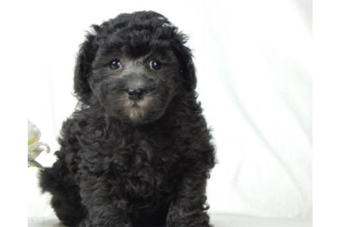 成約済の北海道のトイプードル-57466の3枚目